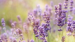 Lavender plants