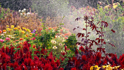 Late summer garden