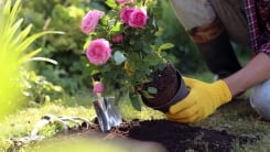 woman gardening