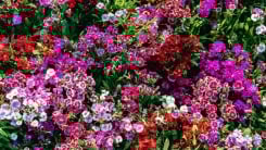 Dianthus in garden