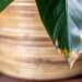 A houseplant with brown leaf tips.